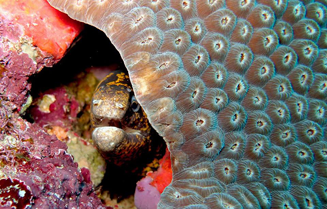Corais encontrados em Fernando de Noronha, Brasil. Crédito: Pedro Henrique Pereira (Projeto Conservação Recifal)