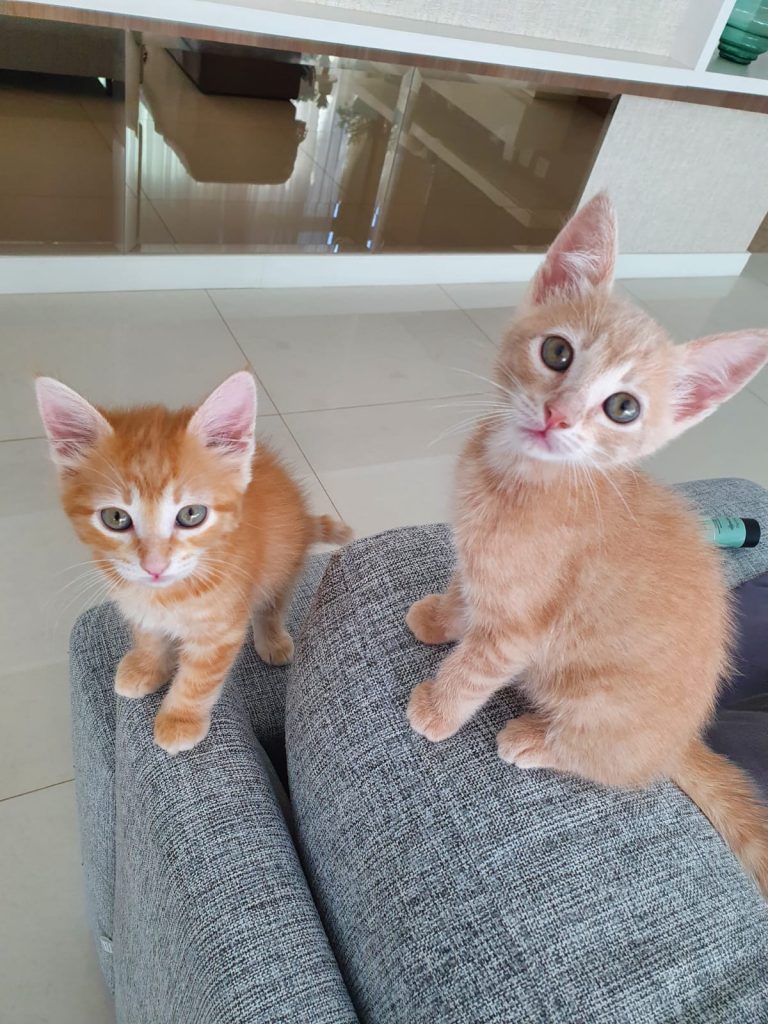 Gatas adotadas em lar de Sobradinho