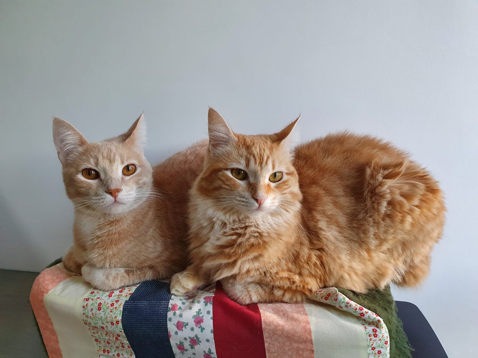 Gatas adotadas em lar de Sobradinho já adultas