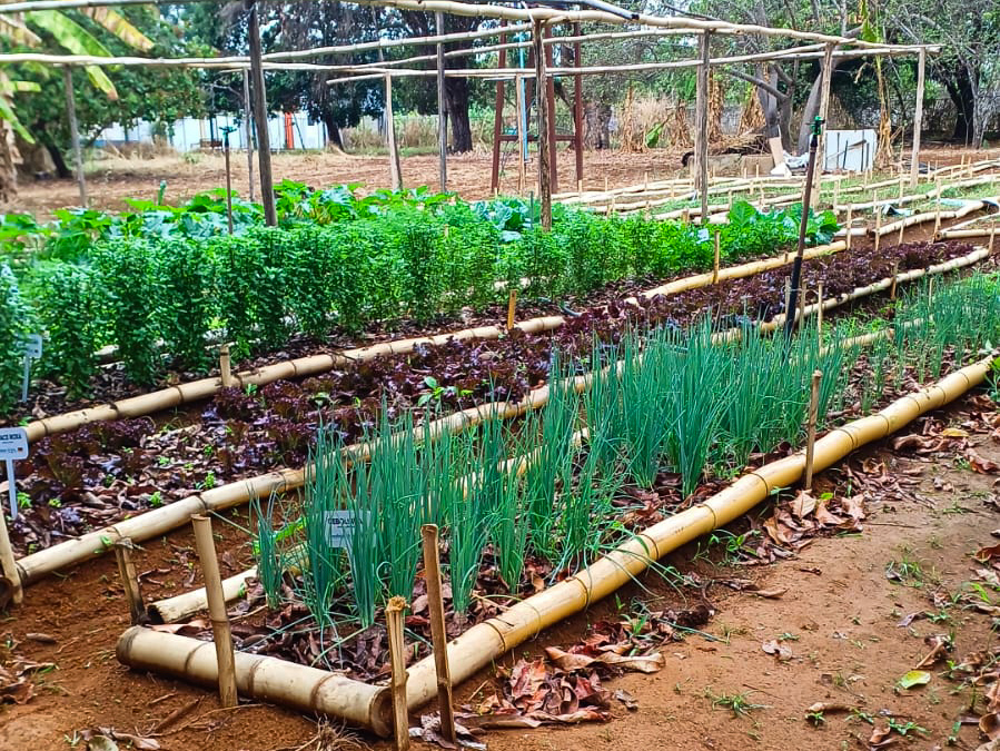 Produção de orgânicos tem crescido no Brasil. Foto: Maria Rocha
